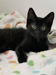 Shelter Stray Male Cat last seen Near S Wallace Lane, Holladay, UT, 84117, 511 W 3900 S, Salt Lake City, UT 84123, USA
