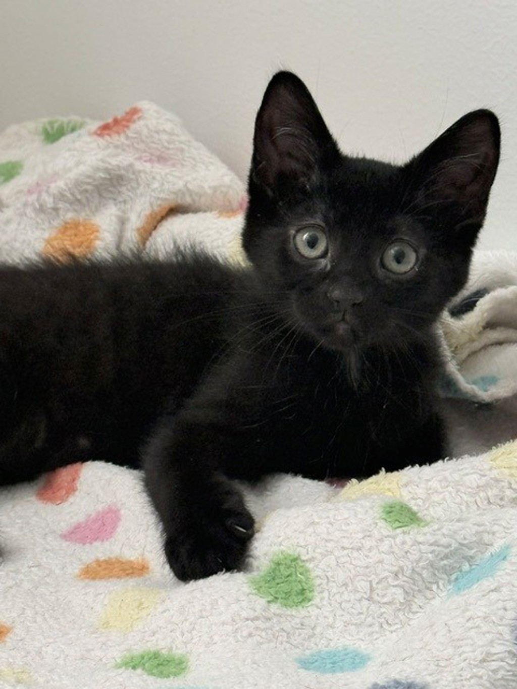 Shelter Stray Male Cat last seen Near S Wallace Lane, Holladay, UT, 84117, 511 W 3900 S, Salt Lake City, UT 84123, USA