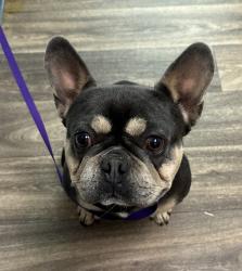 Shelter Stray Male Dog last seen Near 40th Street, San Diego, CA, 92105, 5500 Gaines St, San Diego, CA 92110, USA