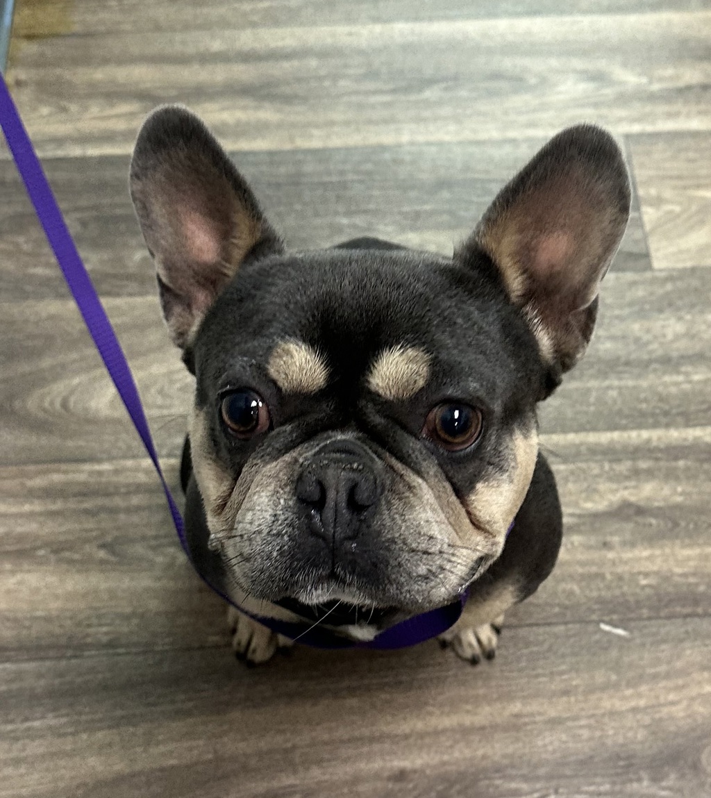 Shelter Stray Male Dog last seen Near 40th Street, San Diego, CA, 92105, 5500 Gaines St, San Diego, CA 92110, USA