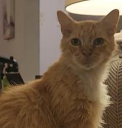 Shelter Stray Male Cat last seen Clove Street, San Diego, CA, 5500 Gaines St, San Diego, CA 92110, USA