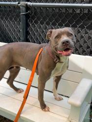 Shelter Stray Female Dog last seen Near 1/2 Tyler Avenue, ANNAPOLIS, MD, 21403, 411 Maxwell Frye Rd, Millersville, MD 21108, USA