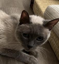 Shelter Stray Female Cat last seen Apt 196,6460 Convoy Court, San Diego, CA, 92117, 5500 Gaines St, San Diego, CA 92110, USA