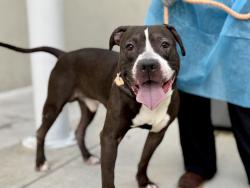 Shelter Stray Male Dog last seen Near E 119th Street, NEW YORK, NY, 10035, 326 E 110th St, New York, NY 10029, USA