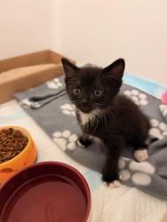 Shelter Stray Male Cat last seen Near Toyne Street, San Diego, CA, 92102, 5500 Gaines St, San Diego, CA 92110, USA