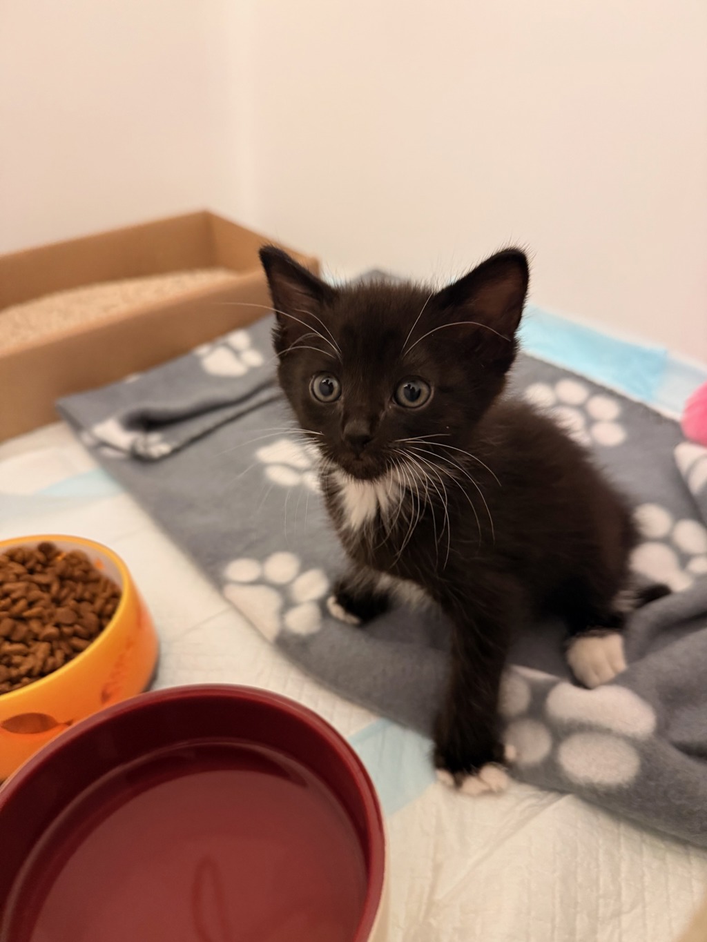 Shelter Stray Male Cat last seen Near Toyne Street, San Diego, CA, 92102, 5500 Gaines St, San Diego, CA 92110, USA