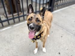 Shelter Stray Female Dog last seen NEW YORK, NY, 10029, 326 E 110th St, New York, NY 10029, USA