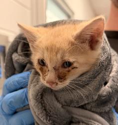 Shelter Stray Male Cat last seen 84th Ave/ N Zuni St, Westminster, CO, 80031, 580 McIntyre St, Golden, CO 80401, USA