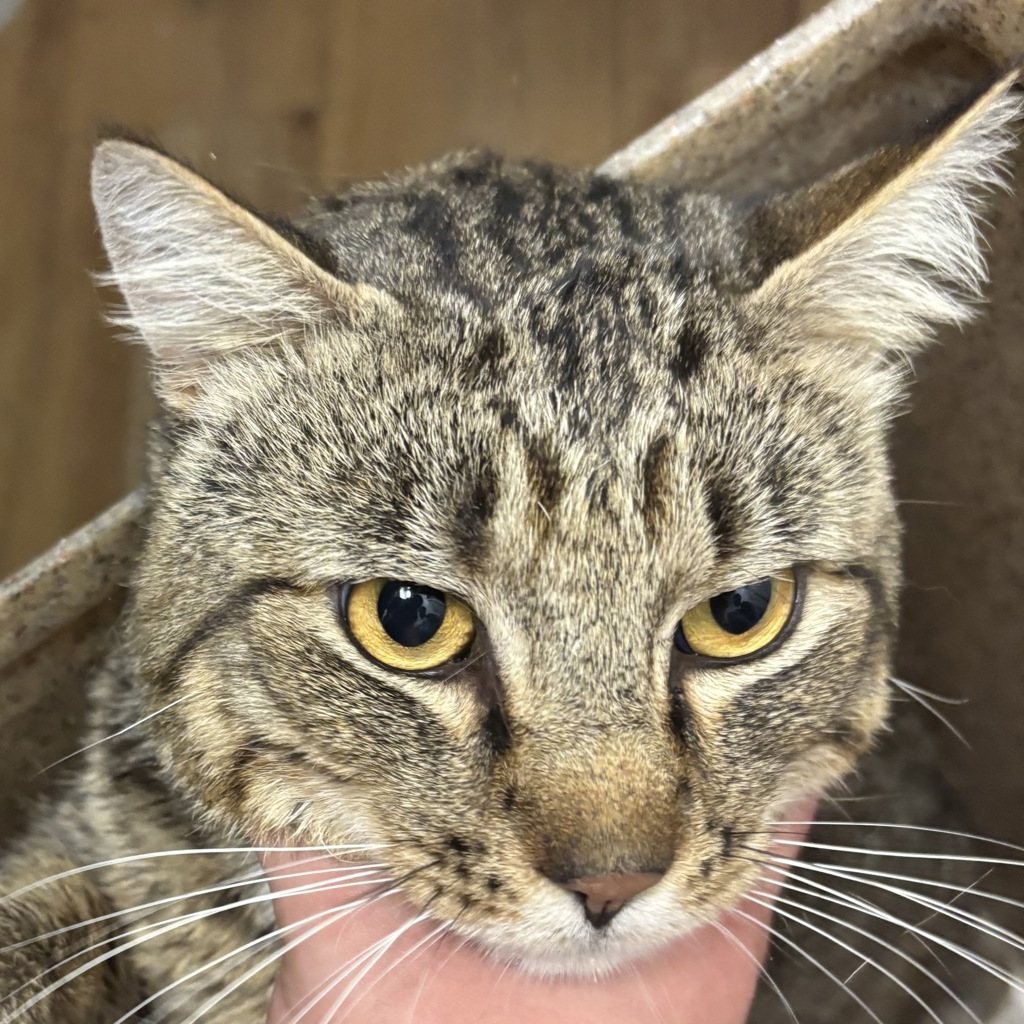 Shelter Stray Male Cat last seen Near Dickey Road, SILVERDALE, WA, 98383, 9167 Dickey Rd NW, Silverdale, WA 98383, USA