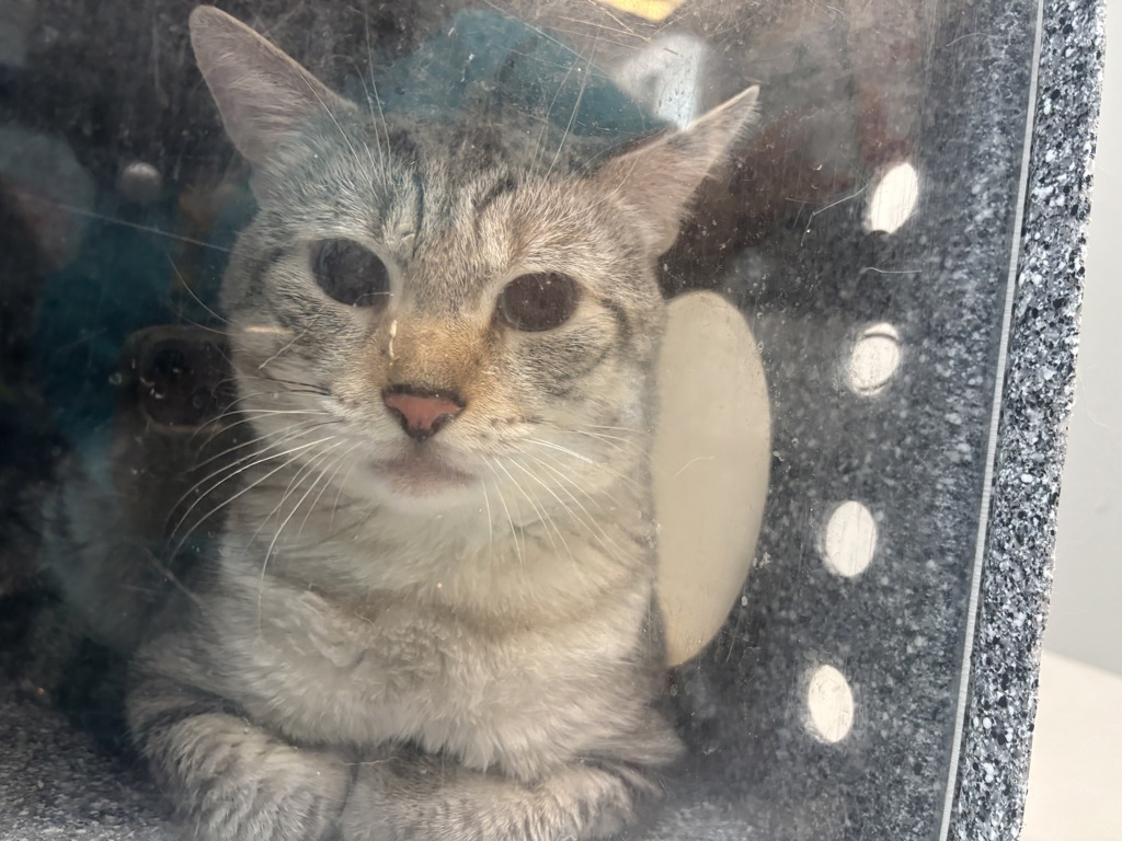 Shelter Stray Unknown Cat last seen Apt 42,1940 Andrews Avenue S, BRONX, NY, 10453, 326 E 110th St, New York, NY 10029, USA