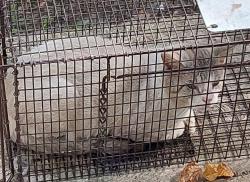 Shelter Stray Unknown Cat last seen Near Saint Margarite Street, LAFAYETTE, LA, 70501, 410 Dugas Rd, Lafayette, LA 70507, USA