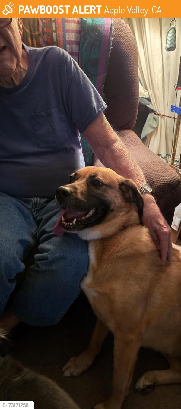 Found/Stray Female Dog last seen Rincon and waco, Apple Valley, CA 92395