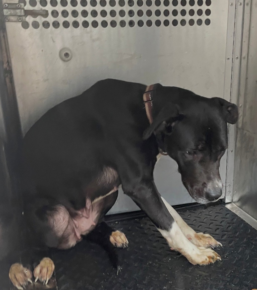 Shelter Stray Female Dog last seen Apt 111,2711 S Interstate 35 Frontage Road, AUSTIN, TX, 78741, 7201 Levander Loop bldg a, Austin, TX 78702, USA