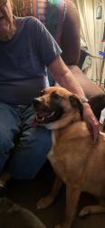 Found/Stray Female Dog last seen Rincon and waco, Apple Valley, CA 92395