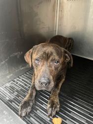 Shelter Stray Male Dog last seen Apt 111,2711 S Interstate 35 Frontage Road, AUSTIN, TX, 78741, 7201 Levander Loop bldg a, Austin, TX 78702, USA