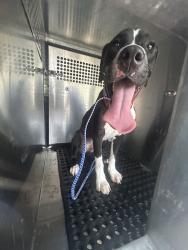 Shelter Stray Male Dog last seen Apt 262,3600 N Hills Drive, AUSTIN, TX, 78731, 7201 Levander Loop bldg a, Austin, TX 78702, USA