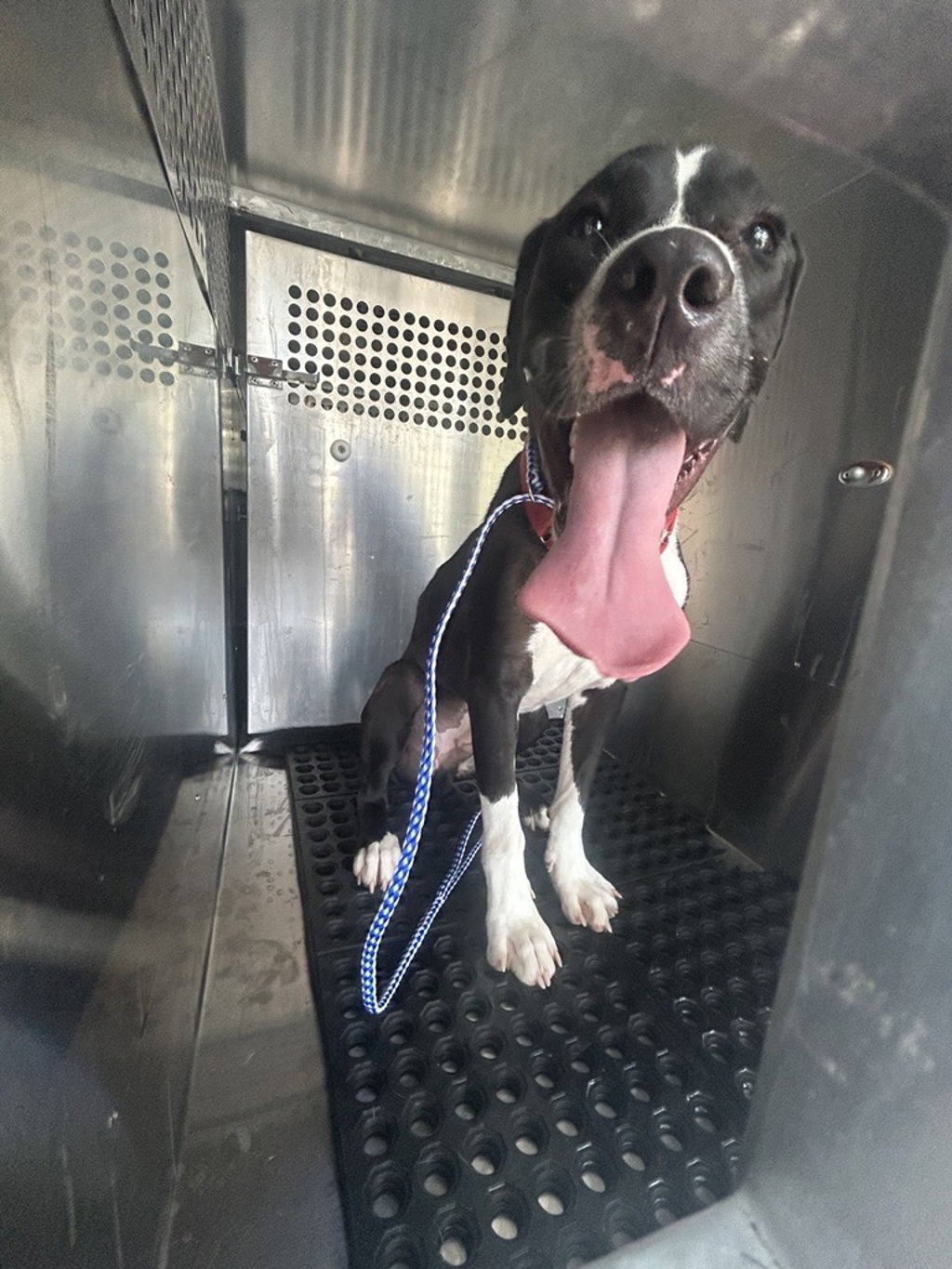 Shelter Stray Male Dog last seen Apt 262,3600 N Hills Drive, AUSTIN, TX, 78731, 7201 Levander Loop bldg a, Austin, TX 78702, USA