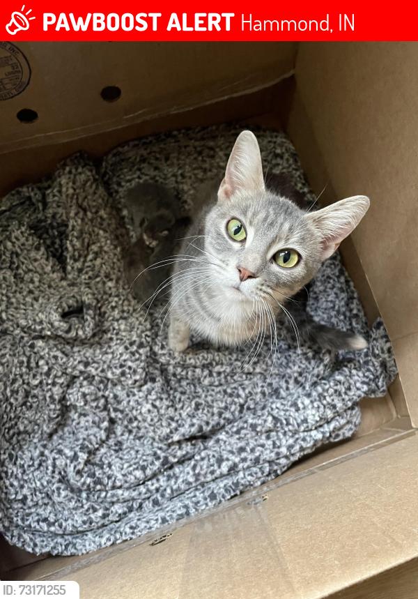 Lost Female Cat last seen Delmar Ave, Beverly Ave, Hammond, IN 46324