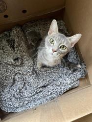 Lost Female Cat last seen Delmar Ave, Beverly Ave, Hammond, IN 46324