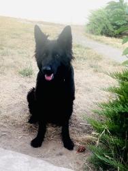 Lost Female Dog last seen Market St, Salem, OR 97305