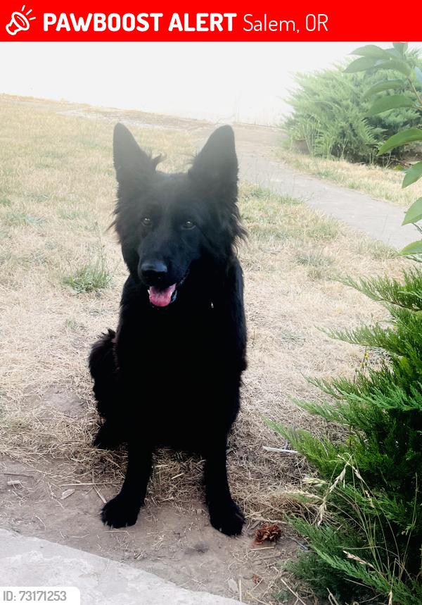 Lost Female Dog last seen Market St, Salem, OR 97305