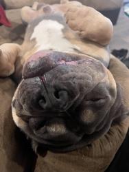 Reunited Male Dog last seen Sweet briar st, grapevine, Grapevine, TX 76051