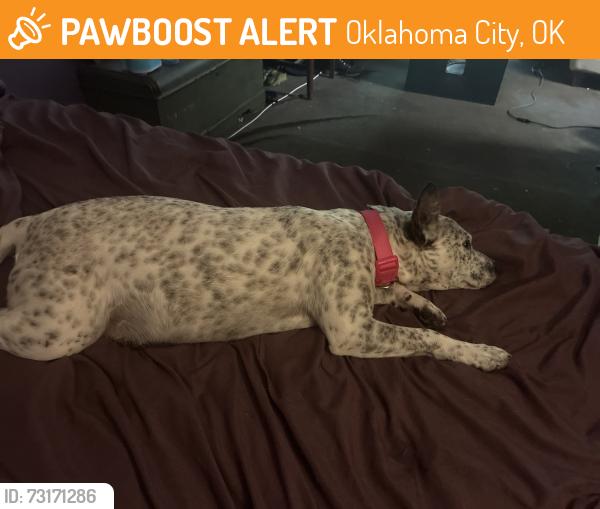 Found/Stray Female Dog last seen Rockwell and nw 14th, Oklahoma City, OK 73127