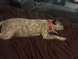 Found/Stray Female Dog last seen Rockwell and nw 14th, Oklahoma City, OK 73127