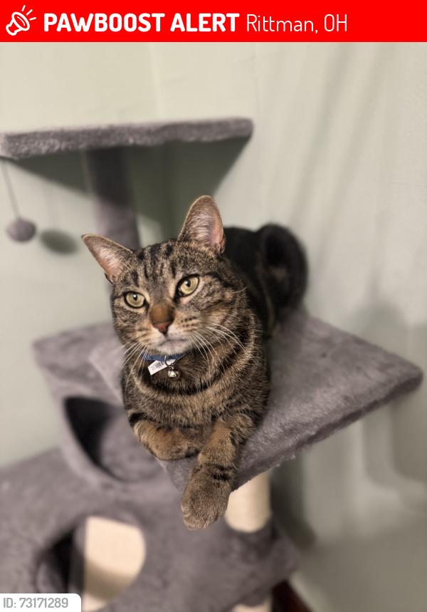 Lost Male Cat last seen Harpster rd, Rittman, OH 44270
