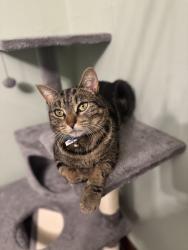 Lost Male Cat last seen Harpster rd, Rittman, OH 44270