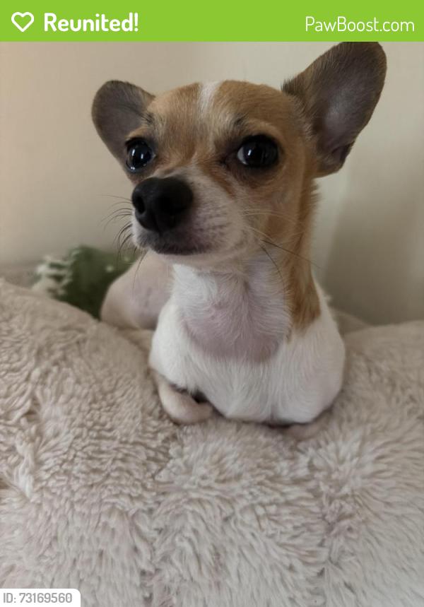 Reunited Male Dog last seen Near camden ave n, Minneapolis, MN 55430