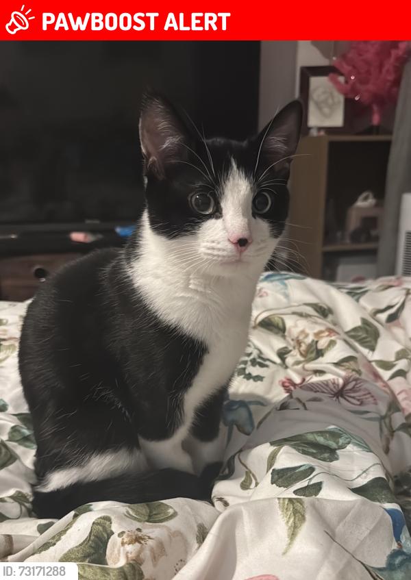 Lost Male Cat last seen Witt Road, Fair Oak, Fair Oak, England SO50 7FQ