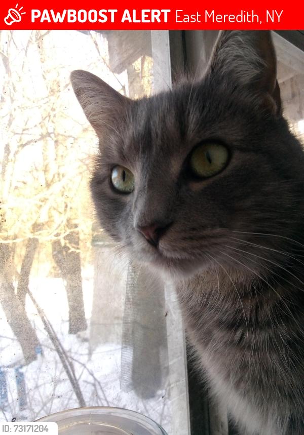 Lost Female Cat last seen Town of Meredith, Houghtaling Hllw Rd and Palmer Hill Rd. This is located between NY Route 23 and Rathburn Rd., East Meredith, NY 13757