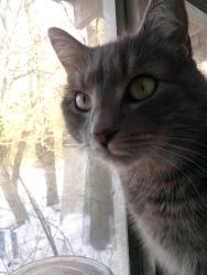 Lost Female Cat last seen Town of Meredith, Houghtaling Hllw Rd and Palmer Hill Rd. This is located between NY Route 23 and Rathburn Rd., East Meredith, NY 13757