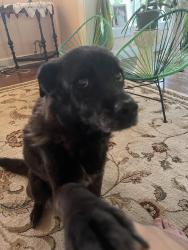 Lost Female Dog last seen 5th and Lowell Blvd, Denver, CO 80204