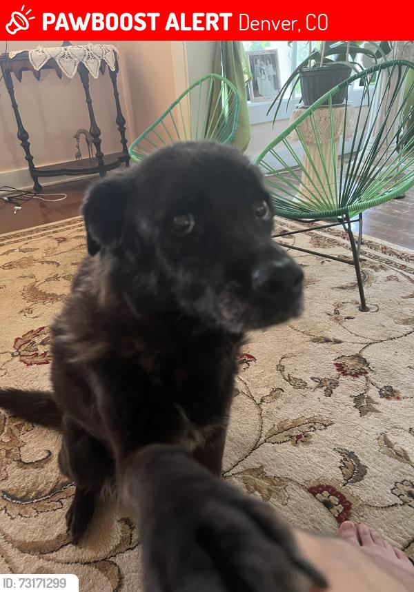 Lost Female Dog last seen 5th and Lowell Blvd, Denver, CO 80204