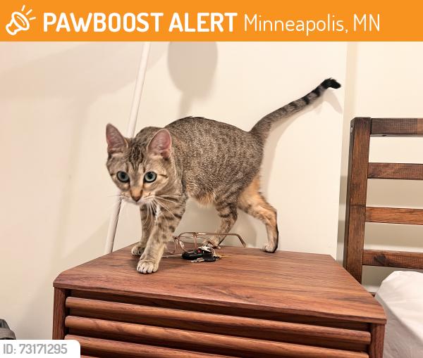 Found/Stray Female Cat last seen Steven’s and 24th, Minneapolis, MN 55404
