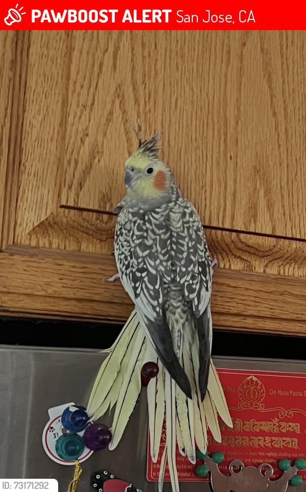 Lost Female Bird last seen Juneberry Ct and Snell San Jose, San Jose, CA 95136