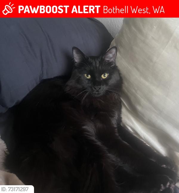 Lost Male Cat last seen 238th Pl SW & Carter Rd, Bothell West, WA 98021
