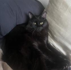 Lost Male Cat last seen 238th Pl SW & Carter Rd, Bothell West, WA 98021
