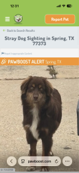Lost Male Dog last seen Near Cimber Ln, Spring, TX 77373