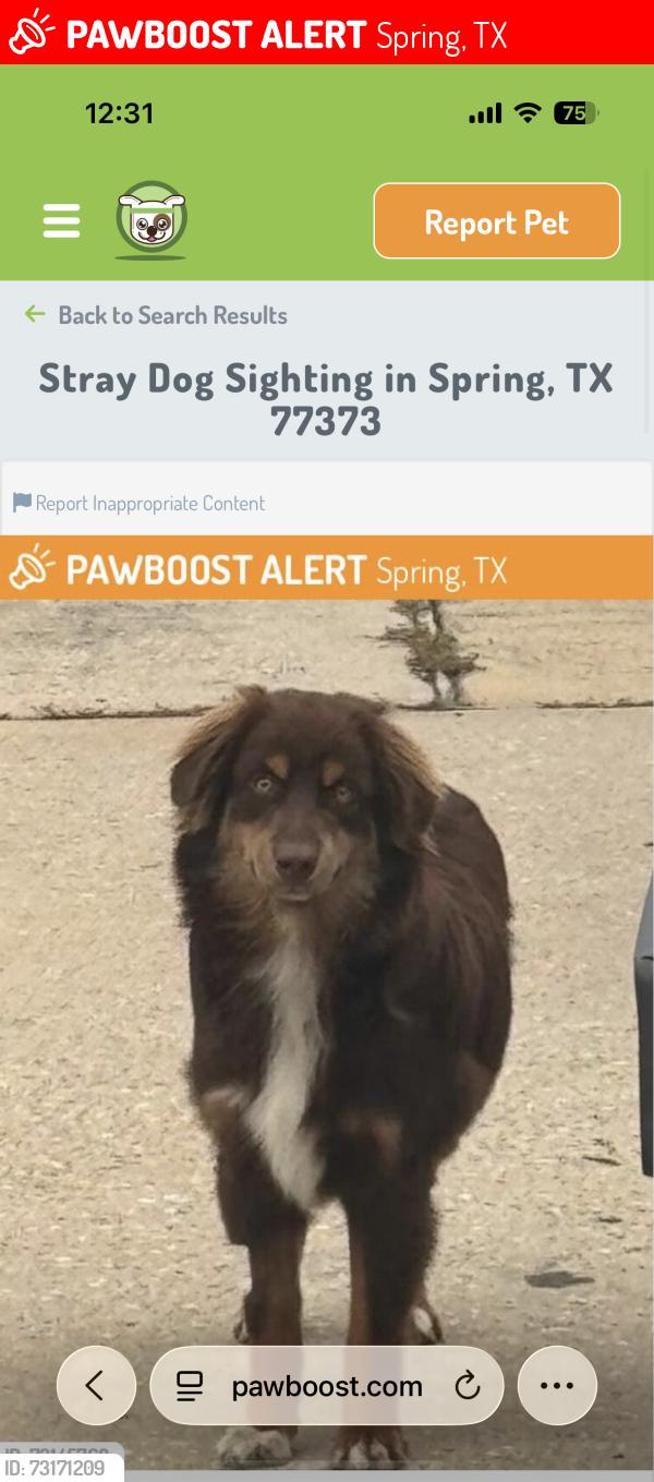 Lost Male Dog last seen Near Cimber Ln, Spring, TX 77373