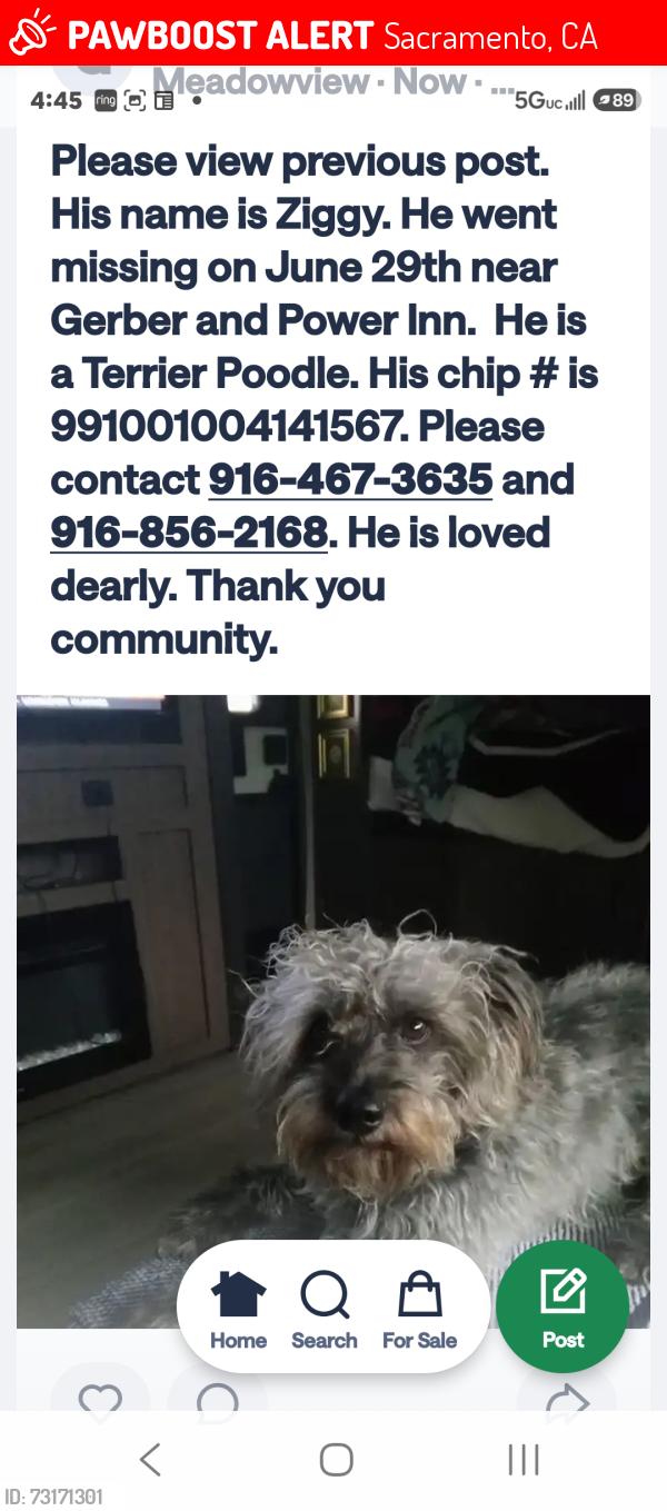 Lost Male Dog last seen Power Inn Rdblab, Sacramento, CA 95828