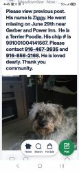Lost Male Dog last seen Power Inn Rdblab, Sacramento, CA 95828