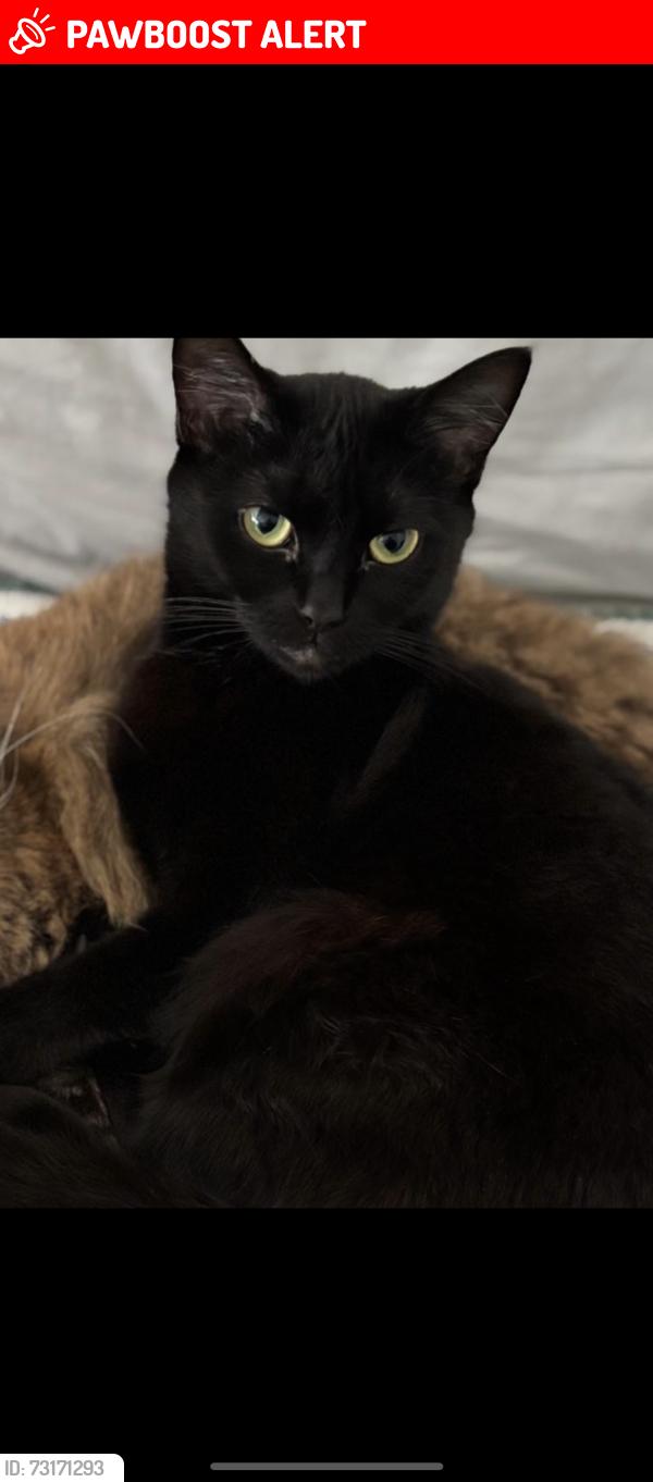 Lost Female Cat last seen Kensal evangelical church, Greater London, England W10 5AX