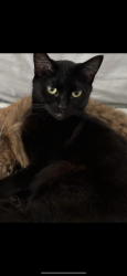 Lost Female Cat last seen Kensal evangelical church, Greater London, England W10 5AX