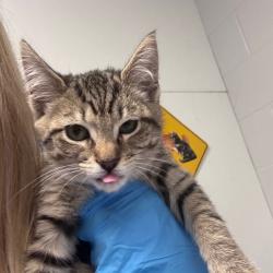 Shelter Stray Female Cat last seen , 328 Furman Hall Rd, Greenville, SC 29609, USA