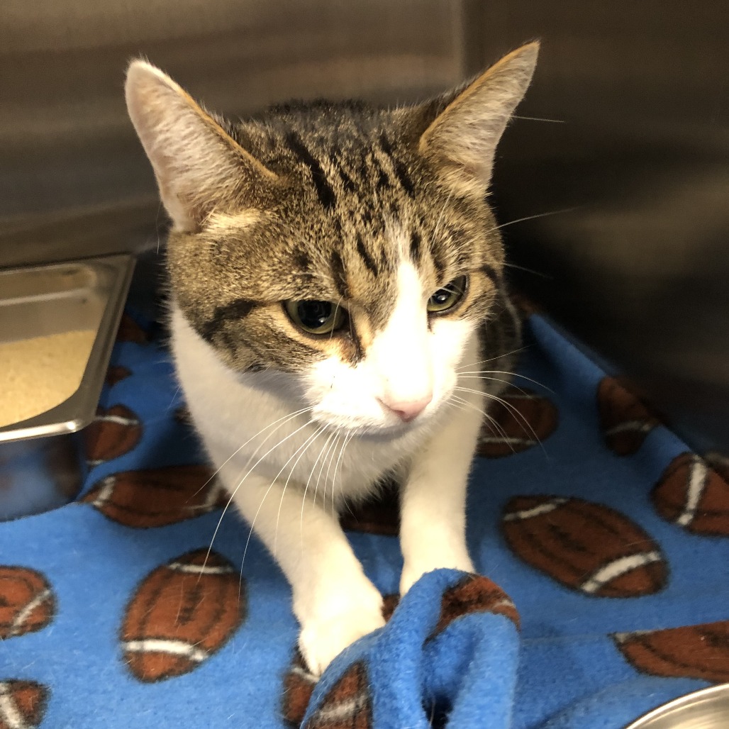 Shelter Stray Male Cat last seen , 1013 Garfield St, Oak Park, IL 60304, USA