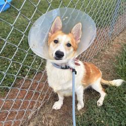 Shelter Stray Male Dog last seen , 328 Furman Hall Rd, Greenville, SC 29609, USA