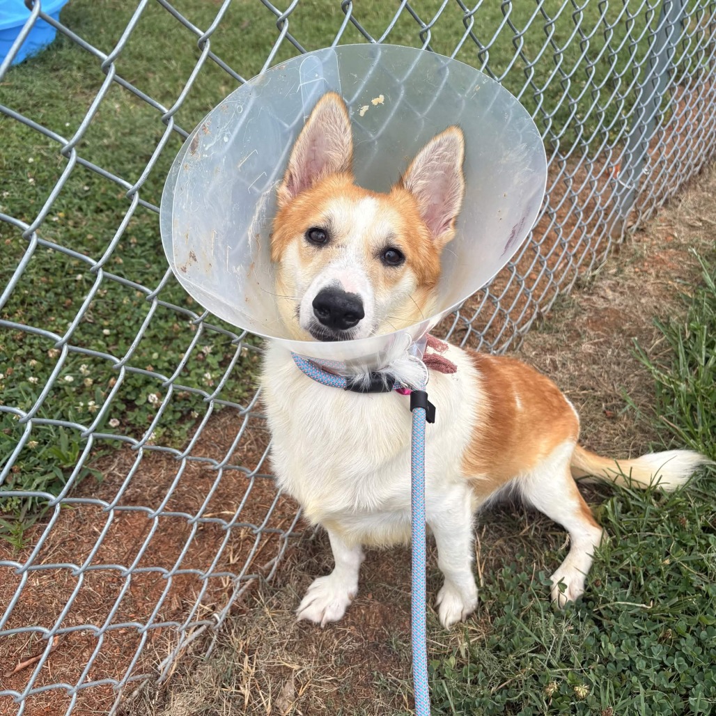 Shelter Stray Male Dog last seen , 328 Furman Hall Rd, Greenville, SC 29609, USA